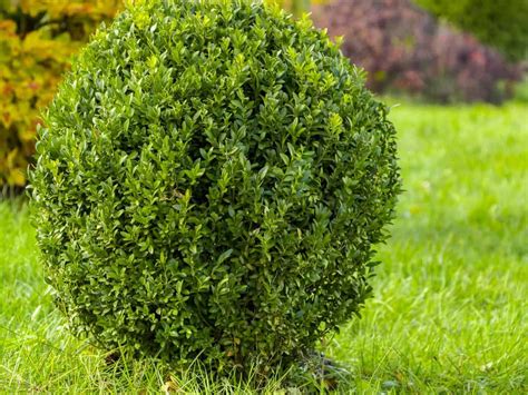 They vary from small spreading groundcover types to brightly colored yellow leaves all season. 10 Attractive Deer Resistant and Repellent Shrubs | Deer ...