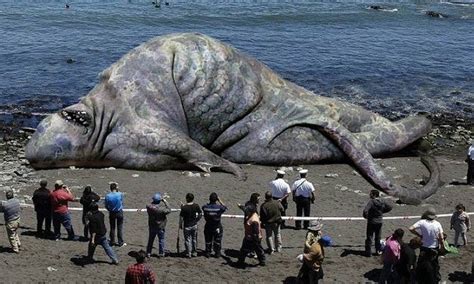 Largest Sea Creature Ever Found