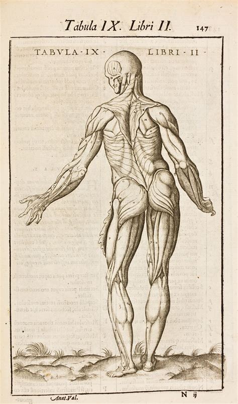 Bibliothèque Renaissance à Nancy Ecorché vu de dos Anatome