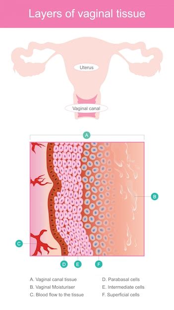 Premium Vector Layers Of Vaginal Tissue Vaginal Walls Is Elastic