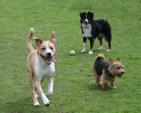 Founded by marcelo and marco lalau, bubbles pet spa's vision is to become a premier pet washing center where customers have an array of choices when considering their pets bathing and styling needs. Pin by Animal Inn Pet Resort & Spa on Animal Inn Pet ...