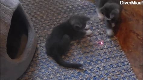 Gatos Divertidos Persiguiendo Puntero Láser Funny Cats Chasing Laser