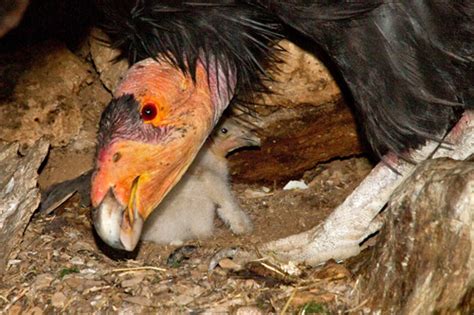 Lead Poisoning Blocks California Condor Recovery University Of California