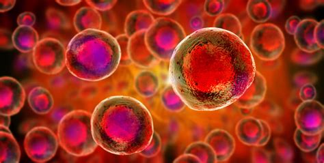 Natural killer (nk) cells have shown preclinical activity in mm. Making cord blood go further - stem cell expansion ...