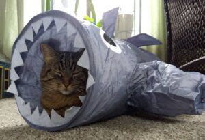 It may seem farfetched for cats to try and eat some of the following foods. Heart to Tail Shark Cat Tunnel | ALDI REVIEWER