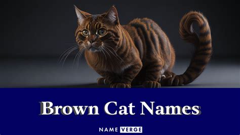 Brown Cat Names 252 Cute Names For Your Brown Cat