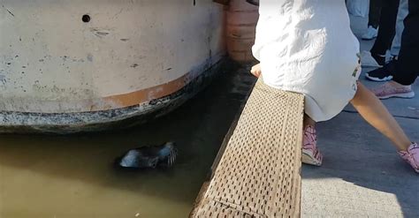 People Were Stunned When A Sea Lion Jumped Out Of The Water And Pulled