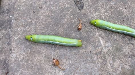 Two Green Worm Do You Like It Youtube