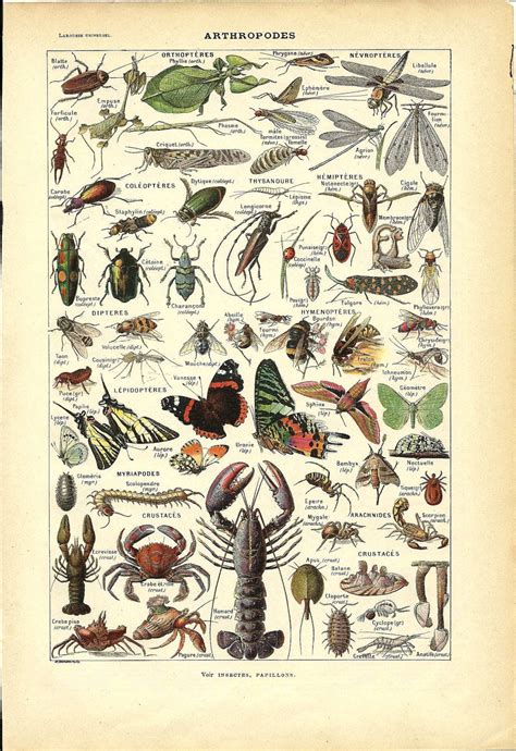 Vintage Animal Poster Arthropod French Dictionary Color Etsy Art
