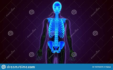 Human Skeleton System Axial Skeletal Anatomy 3d Illustration Stock