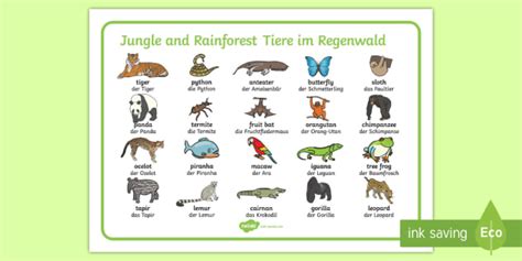 Rainforest Animals Names And Pictures Nature Wallpaper