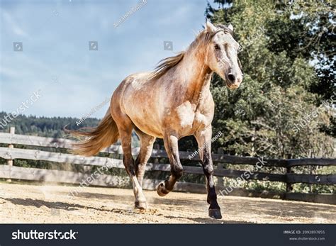 Portrait Buckskin Arabian Western Horse Galloping Stock Photo