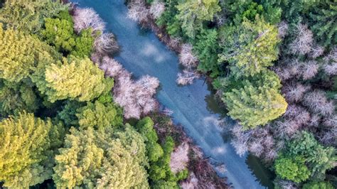 Download Wallpaper 2048x1152 Forest Trees River Aerial View