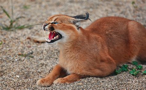 Caracal Wallpapers For Everyone