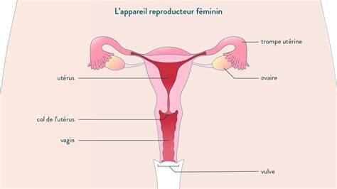Pdf Le Fonctionnement De Lappareil Reproducteur Féminin 4ème Pdf