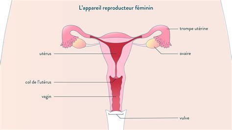 Svt 4ème Schéma Appareil Reproducteur Féminin La Galerie