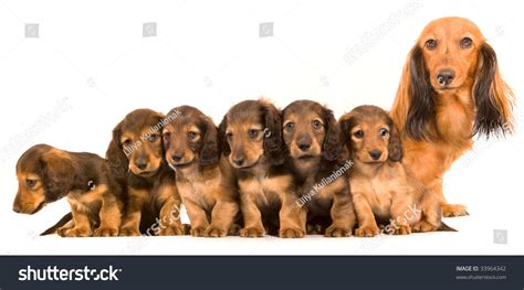 Mother Dogs Puppies Breed Dachshund Stock Photo 33964342