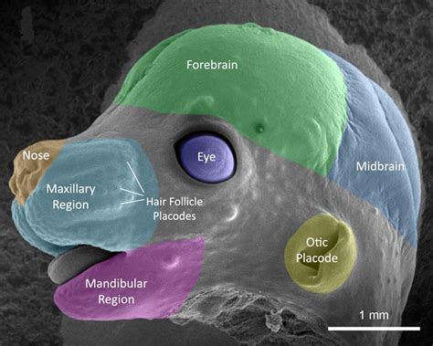 Mouse Anatomy | FaceBase