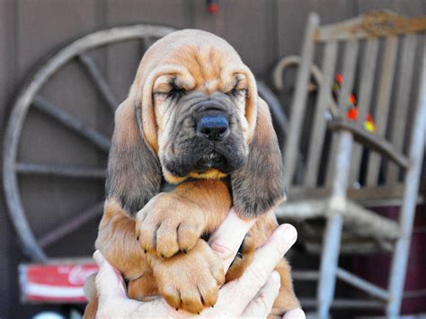 Breeds include poodle, labrador, staffordshire bull terrier and more. Beautiful bloodhound puppy in the hands of owner ...