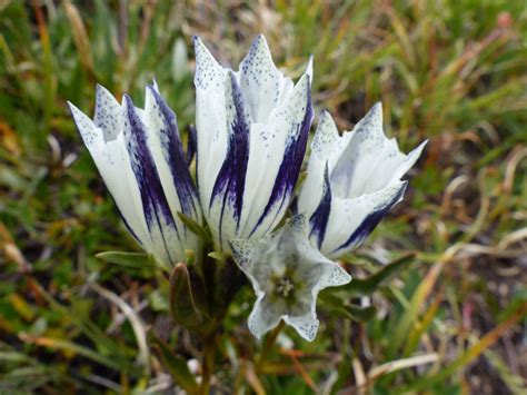 The Last Wild Flower To Bloom On The Tundra The Arctic Gentian