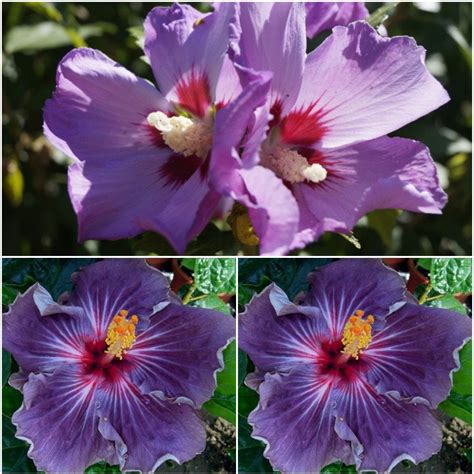 20 Hibiscus Rosa Sinensis Seeds Purple Hibiscus Seeds Flowers Etsy