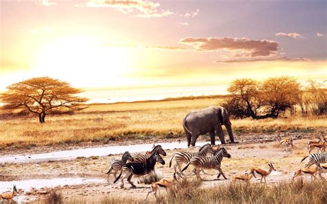 Animals Zebras Elephants Africa Gazelle Savanna Wallpapers Hd
