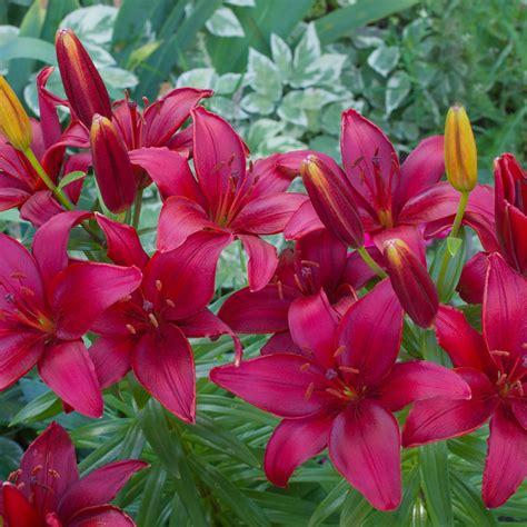 14 Different Types Of Lilies The Rex Garden