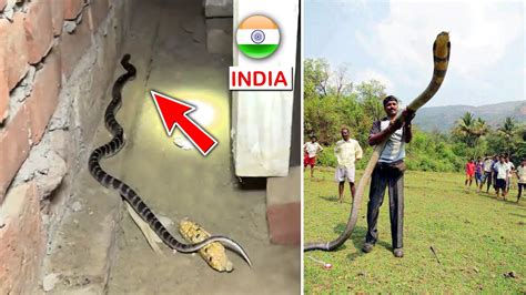 Top 10 Most Venomous Snakes In India Youtube