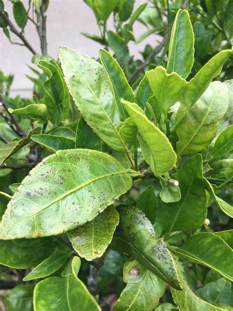 Can you mix neem oil with insecticidal soap? Neem oil/Copper spray mix on plant as preventative spray ...