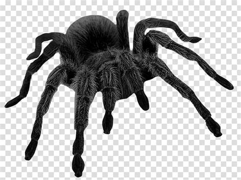 Similar with black widow superhero clipart. Spider Brown widow , spider transparent background PNG ...