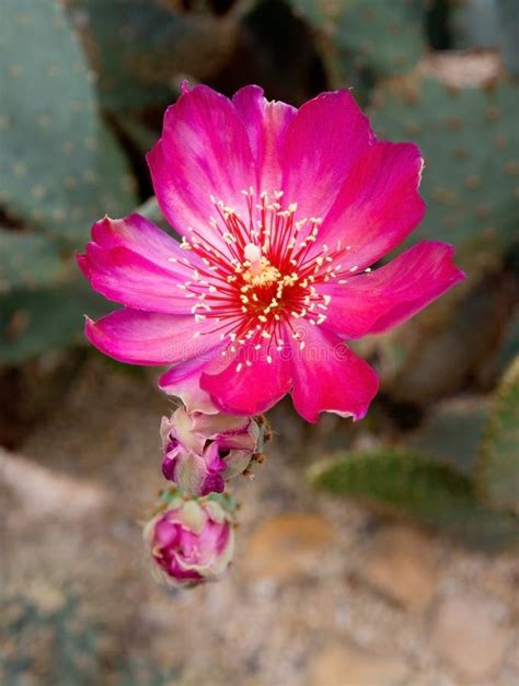 Hot Pink Cactus Flowers Stock Image Image Of Blossoms 51229325