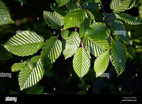Hornbeam Carpinus Betulus Leaves Close Up Stock Photo Alamy