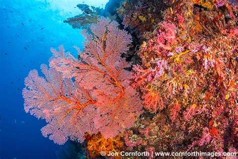 Marovo Lagoon Coral Reef 13 Photo Picture Print Cornforth Images