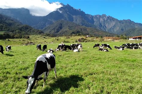 It will take you about 2 to 2.5 hours to get to mesilau by car. Sabah Naturally + Desa Dairy Farm - 4D3N | Sabah ...