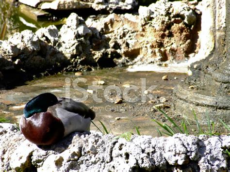 Sleeping Duck Stock Photo Royalty Free Freeimages