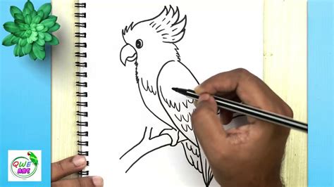 cockatoo parrot bird drawing 🐦 how to draw a cockatoo bird step by step easy cockatiel bird