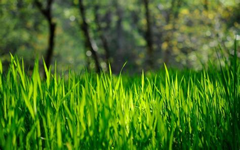 Grass Full Hd Wallpaper And Background Image 1920x1200 Id352686