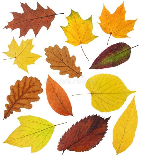 Fall Leaves Collection Stock Photo Image Of Variety Collection 3310730