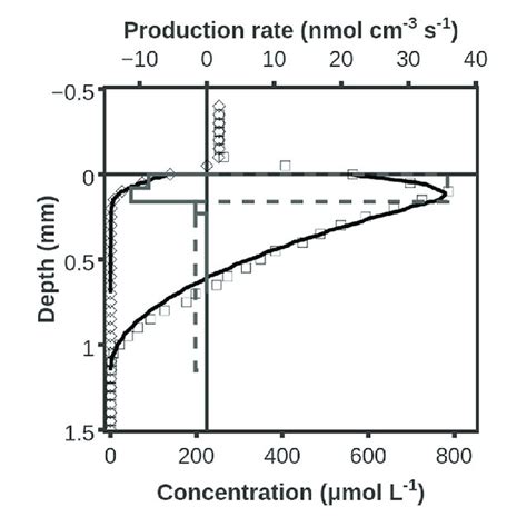 Hydrogen Accumulation After Darkening When Sulfate Reduction Was