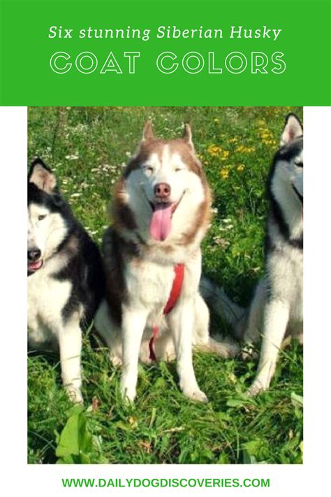 Six Stunning Siberian Husky Coat Colors Daily Dog Discoveries