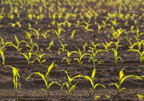 Backlit Young Maize Seedling Zea Mays Growing On Corn Field In Spring