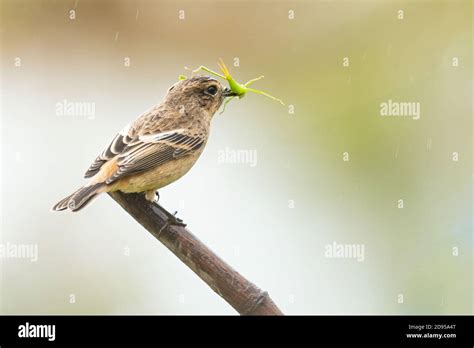 Female Pied Bushchat Picking A Grasshopper Perching On A Perch Stock