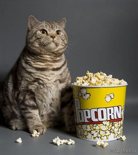 14 Unexpected Thing About Can Cats Eat Popcorn You Shouldnt Miss It