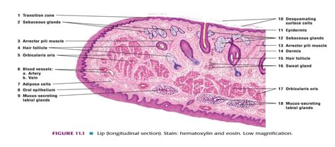Lip Histology Labeled