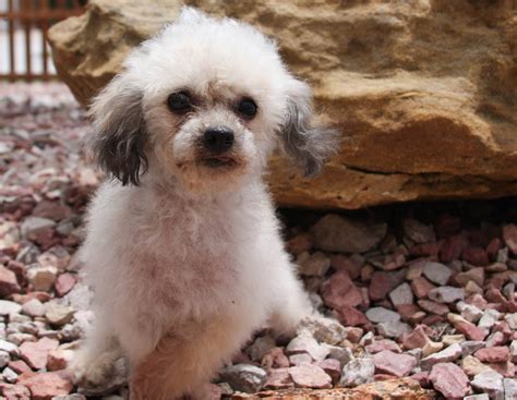 We do not condone puppy mills, and we strongly. National Mill Dog Rescue nonprofit in Colorado Spgs, CO ...