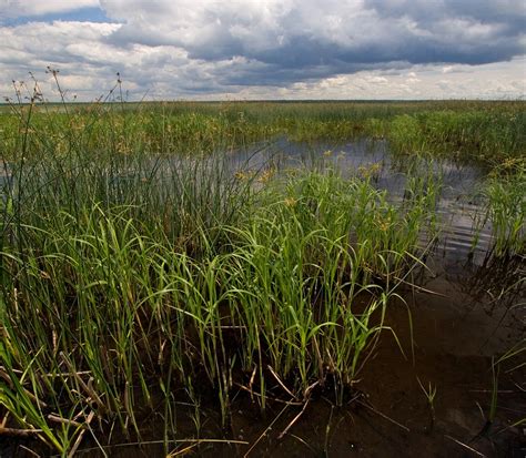 Wetland Types Marshes