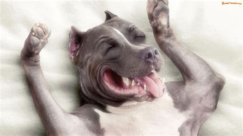 Zdjęcie Pies Uśmiechnięty