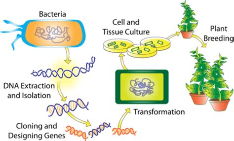The most potent biotechnological approach is the transfer of specifically constructed gene assemblies through various techniques. Transgenics in Crops Improvement (Insect, Disease, Herbicide and Virus .... | Simplynotes