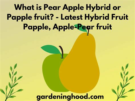 What Is Pear Apple Hybrid Or Papple Fruit How To Grow Papple Fruit
