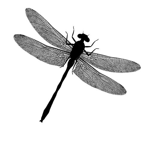 Silhouette Dragonfly Png Vector Psd And Clipart With Transparent